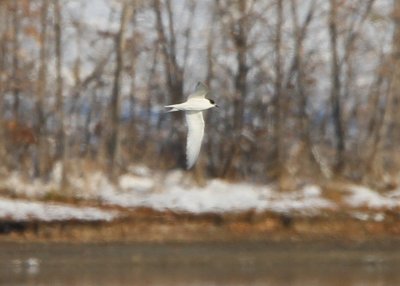 Arctic Tern