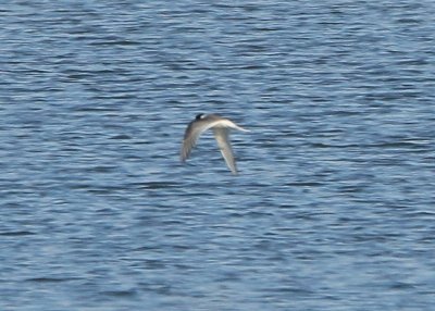 Arctic Tern