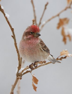 Cassin's Finch