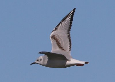 Bonaparte's Gull