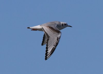 Bonaparte's Gull