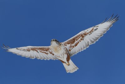 Ferruginous Hawk