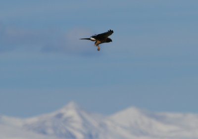 Northern Harrier