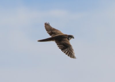 Prairie Falcon