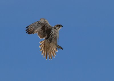 Prairie Falcon