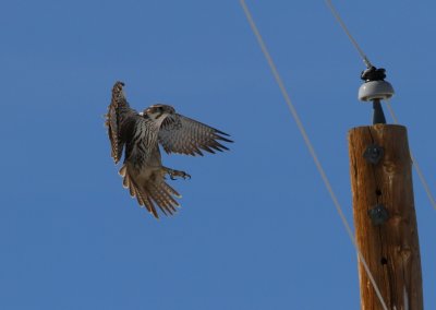 Prairie Falcon