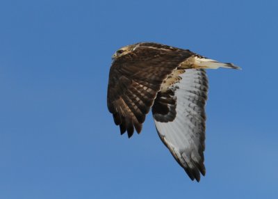 Rough-legged Hawk