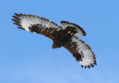 Rough-legged Hawk (dark form)