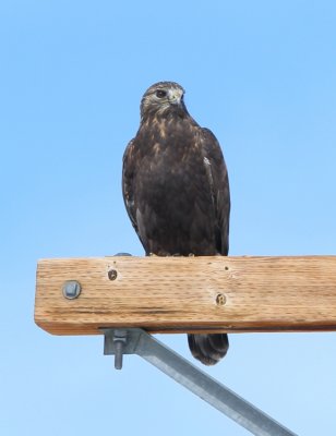 Rough-legged Hawk (dark form)