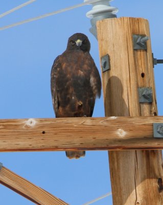 Red-tailed Hawk (dark form)