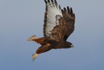 red-tailed_hawk