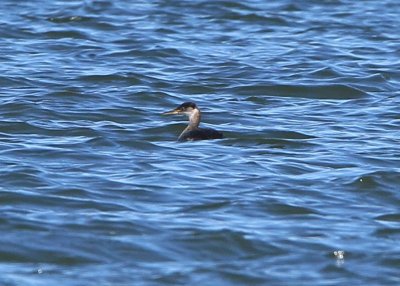 Red-necked Grebe