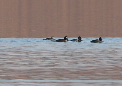 Long-tailed Duck