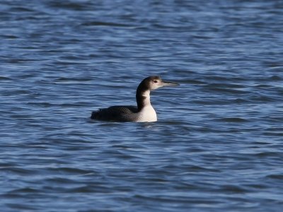 Common Loon