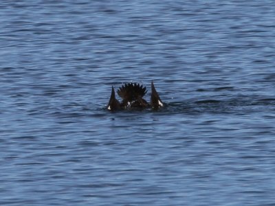 White-winged Scoter