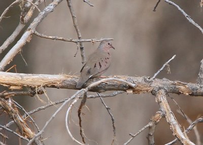 Common Ground-Dove