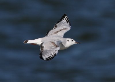 Bonaparte's Gull