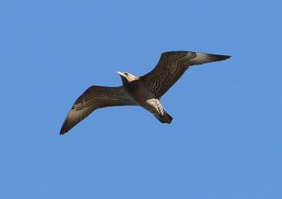 Pomarine Jaeger