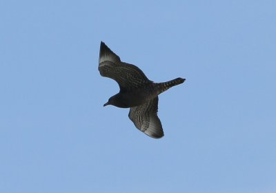 Pomarine Jaeger