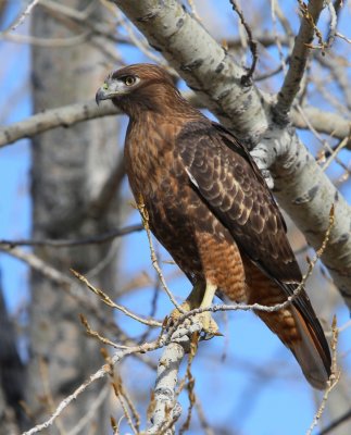 Red-tailed Hawk