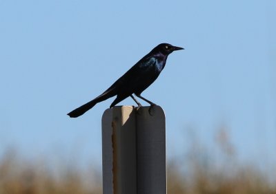 Boat-tailed Grackle