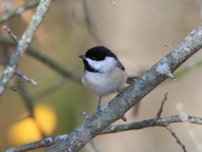 Carolina Chickadee