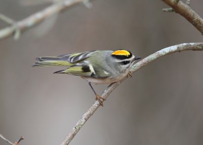 Golden-crowned Kinglet