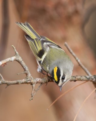 Golden-crowned Kinglet