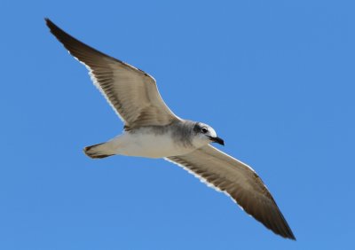 Laughing Gull