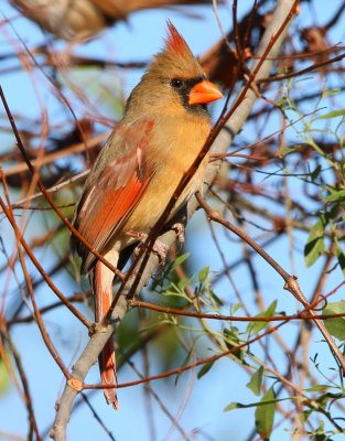 Northern Cardinal