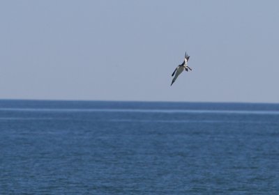 Northern Gannet