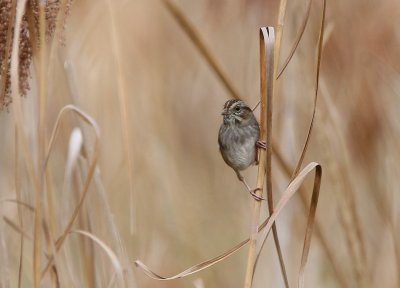 Swamp Sparrow