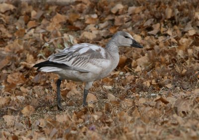 Snow Goose (juv, white form)