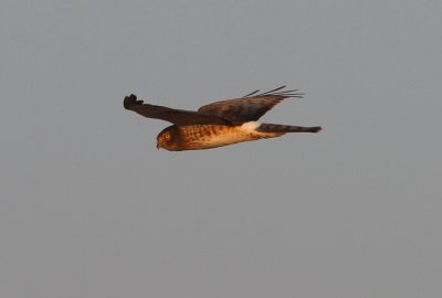 Northern Harrier