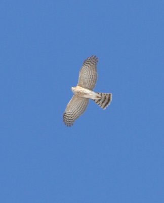 Sharp-shinned Hawk