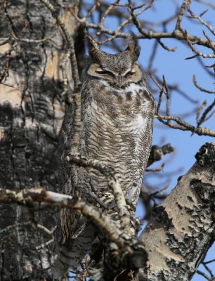 Great Horned Owl