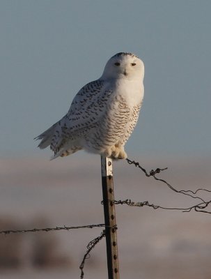 Snowy Owl