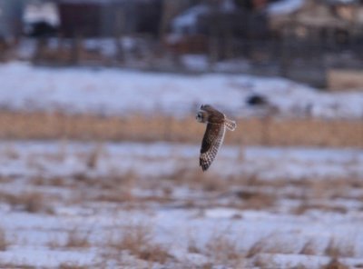 Short-eared Owl