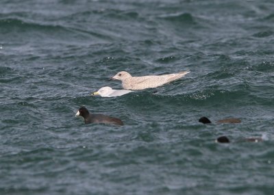 Iceland Gull (ostensible)