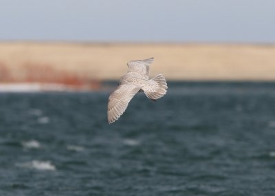 Iceland Gull (ostensible)