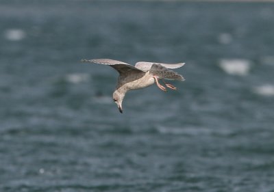 Iceland Gull (ostensible)