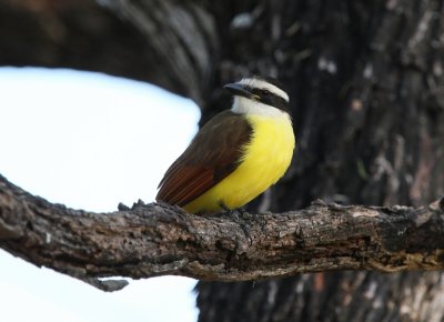 Great Kiskadee