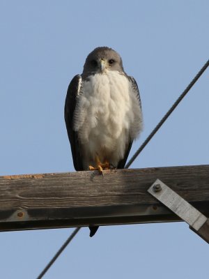 White-tailed Hawk