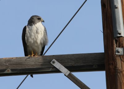 white-tailed_hawk