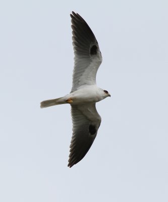 white-tailed_kite
