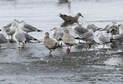 Thayer's Gull, possible Iceland Gull