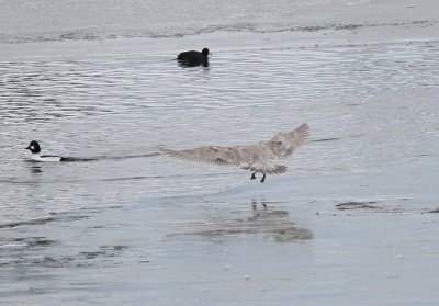 possible Iceland Gull