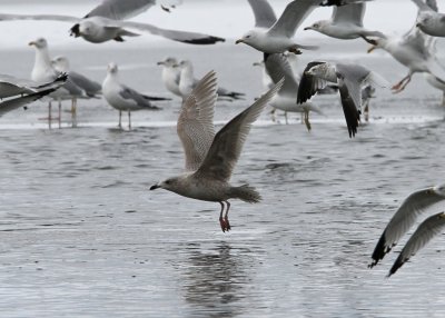 possible Iceland Gull