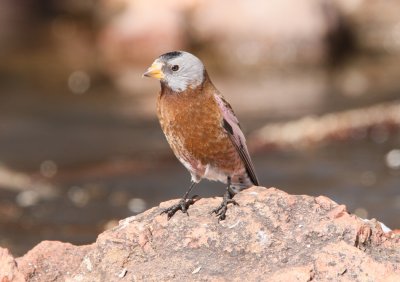 Grey-crowned Rosy-Finch