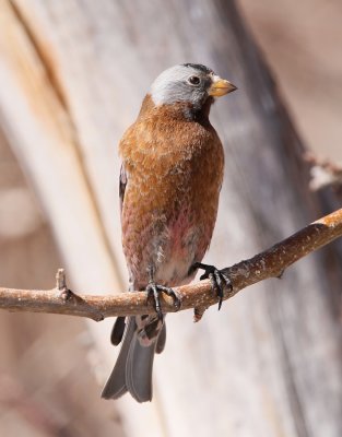 Grey-crowned Rosy-Finch